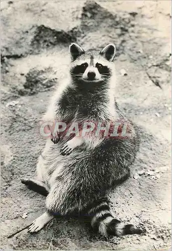 Cartes postales moderne Raton Crabier d'Amerique du Sud Publicite Tranfusine