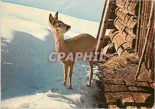 Cartes postales moderne Biche Flash sur les Reserves Alpines