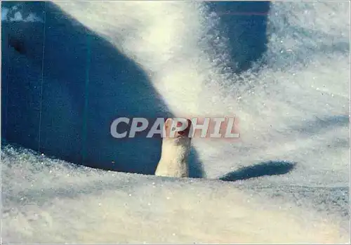 Cartes postales moderne L'Hermine des Neiges