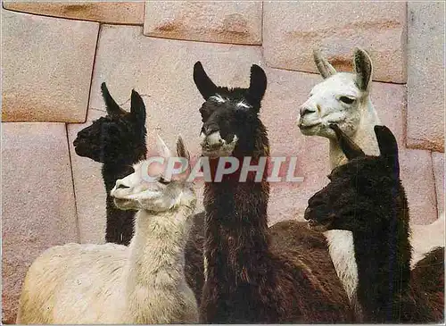 Cartes postales moderne Peru Cusco Lamas et Pierres aux 12 Anges