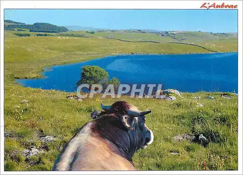 Cartes postales moderne En parcourant L'Aubrac Vache