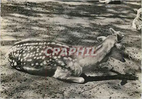 Cartes postales moderne Daim Publicite Genoline