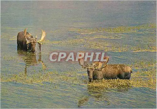 Moderne Karte Yellowstone National Park Bull Moose