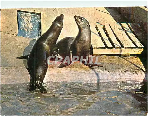 Moderne Karte Cap d'Agde (Herault) Otaries de Floride