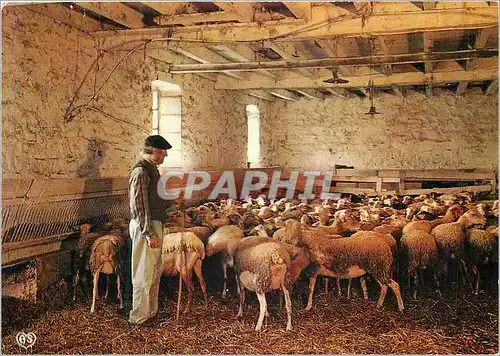 Cartes postales moderne Bergerie En Parcourant les Causses Attente des Brebis pour la Traite Moutons