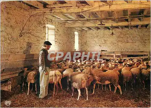 Moderne Karte Bergerie En Parcourant les Causses Attente des Brebis pour la Traite Moutons