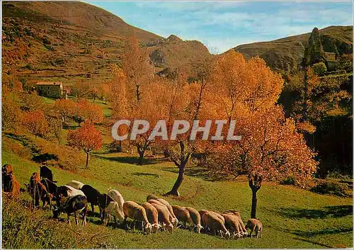 Cartes postales moderne Troupeau de Moutons a l'Automne Les Belles Couleurs de la Provence