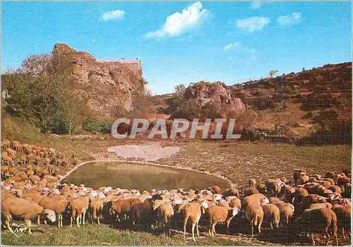 Cartes postales moderne Troupeau autour d'une Lavogne En Parcourant les Causses Moutons