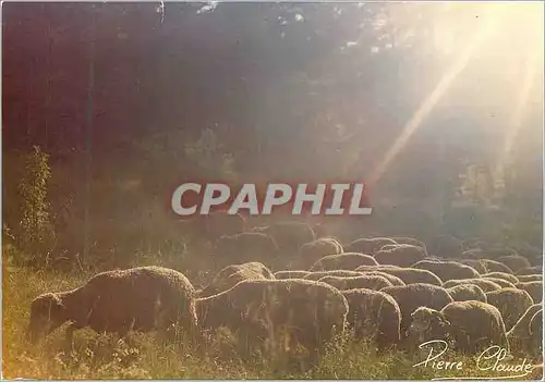 Cartes postales moderne Paturage Images de Chez nous Moutons Bergere