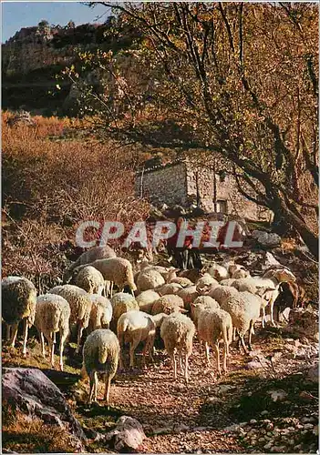 Cartes postales moderne Les Belles Images de Provence Moutons au Printemps