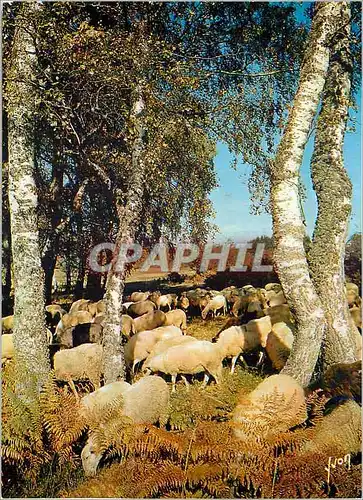 Cartes postales moderne En Auvergne Couleurs et Lumiere de France A l'Ombre des Bouleaux