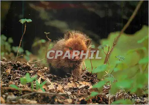 Cartes postales moderne Renaredeau Vulpes Vulpes