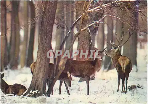 Cartes postales moderne Cerf et Biches