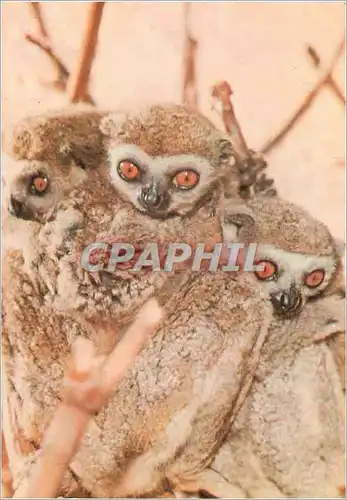 Cartes postales moderne Lemurien Nocturne de Madagascar Ce sont des animaux tres discrets au pelage Laineux Singe