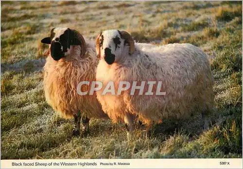 Moderne Karte Black Faced Sheep of the Western Highlands Moutons