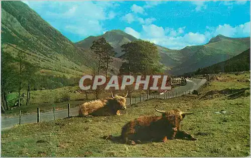 Cartes postales moderne The Road to the Hills Glen Nevis Vaches