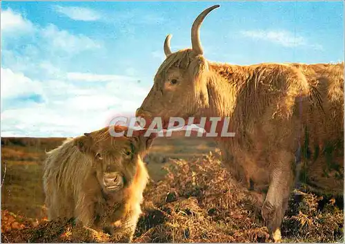 Cartes postales moderne Highland Cow and Calf Scotland The Shaggy Coats of this native of Cattle Vaches