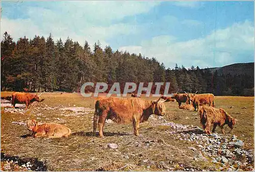 Cartes postales moderne Highland Cattle at Invercauld Deeside Aberdeenshire Vaches
