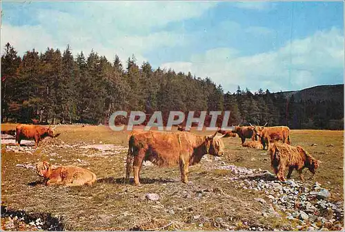 Moderne Karte Highland Cattle at Invercauld Deeside Aberdeenshire Vaches