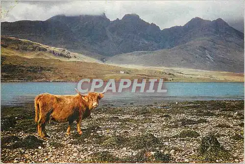 Cartes postales moderne Blaven from Loch Slapin Isle of Skye Vache