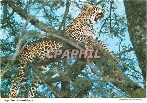 Cartes postales moderne The Leopard (Felis perdus) Animal puissant et Leste Ayant Tue une antilope et emporte souvent le