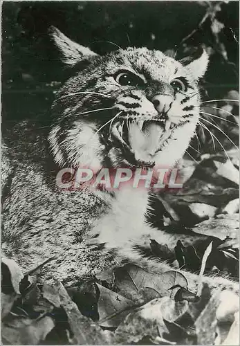 Cartes postales moderne Lynx Publicite Genoline