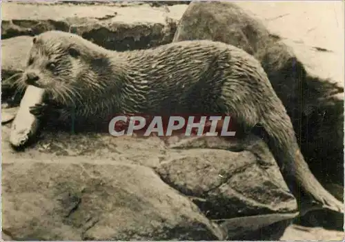 Cartes postales moderne Loutre Publicite Genoline