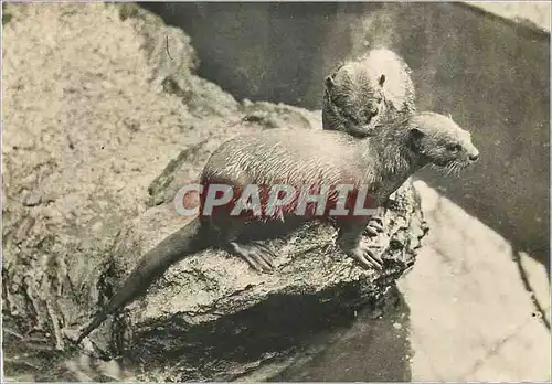 Cartes postales moderne Loutres (Indochine) Publicite Transfusine