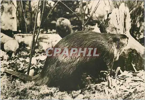 Cartes postales moderne Castor Publicite Transfusine