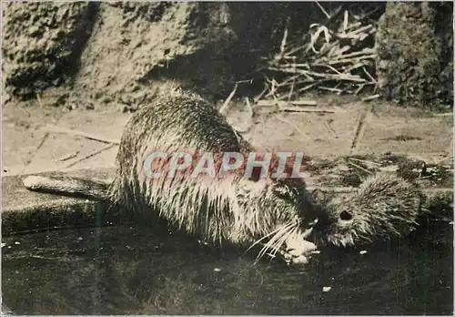 Cartes postales moderne Ragondin et son Petit (Amerique du Sud) Publicite Genoline