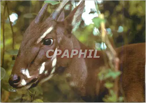 Cartes postales moderne Sao La Pseudoryx nghetinhensis WWF