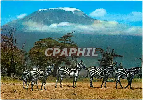 Cartes postales moderne East African Wild Life Zebra