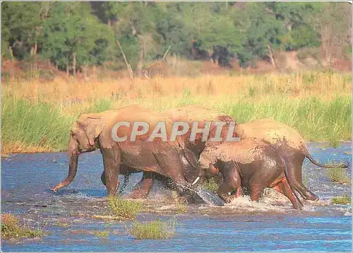 Cartes postales moderne Elephant d'Asie (Inde) WWF