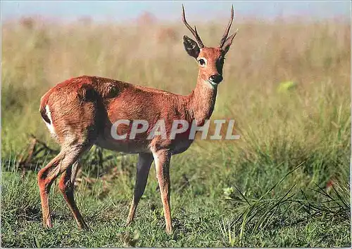 Moderne Karte Cerf des Pampas WWF