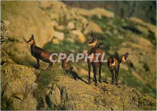 Moderne Karte Chamois Femelle avec 3 jeunes de l'annee Rupicapra Rupicapra