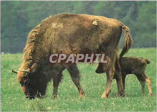 Moderne Karte Bison d'Europe WWF