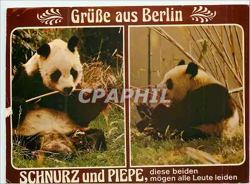Cartes postales moderne Schnurz und Piepe diese Beiden Mogen alle Leute Leiden GruBe aus Berlin Panda