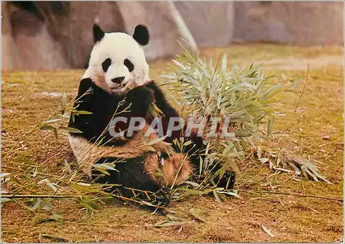 Moderne Karte Grand Panda Province du Se Tchouan (Chine) China Parc zoologique Paris Zoo Museum national d'His