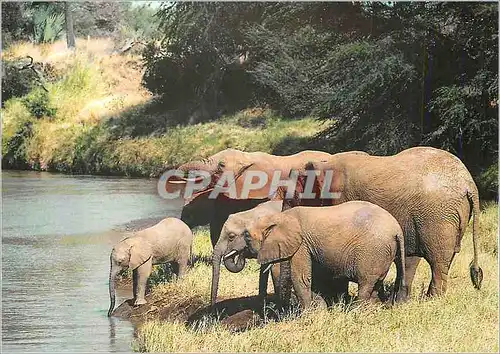 Moderne Karte L'Elephant de Savane Loxodonta africana WWF