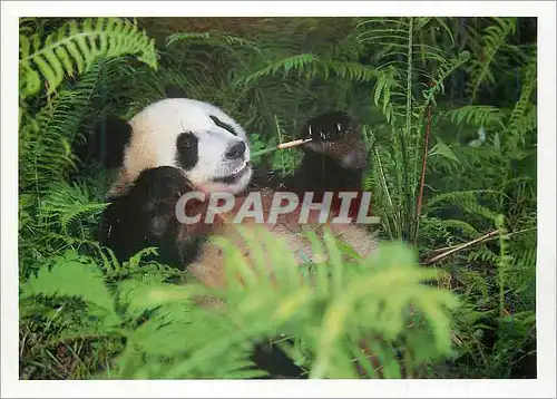 Cartes postales moderne Panda Geant Province du Sechuan Chine Fernandez