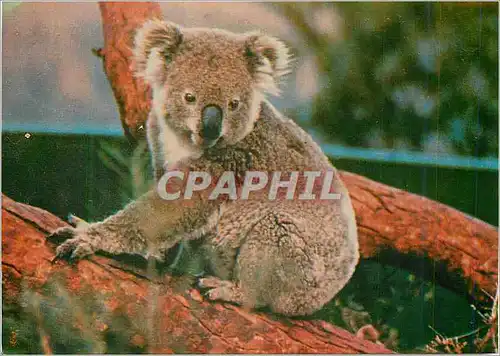Cartes postales moderne Koala Bears were first seen by white expicrers in the Blue Mountains