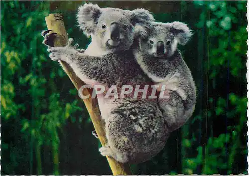 Cartes postales moderne Koala with Young These Lovable fur Bearning mammals Spend most of their Lives