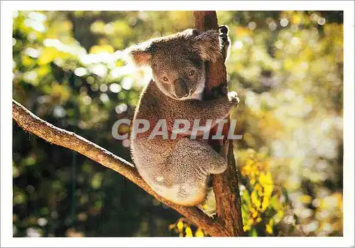 Moderne Karte Koala dans un arbre Collection vie Sauvage