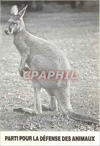 Moderne Karte Parti pour la Defense des Animaux Kangaroo