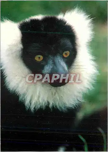 Cartes postales moderne Lemurien a Collier (Varecia Variegata) Madagascar Les Lemuriens font partie d'une Etrange et Uni