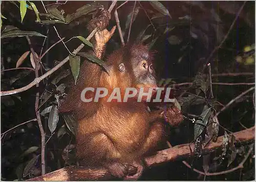 Cartes postales moderne Orangutan (Pongo Pygmueus) is a member of the Great ape Family which includes the Chimpanzee WWF