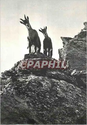Cartes postales moderne Bouquetins Femelle et son Petit Faune des Alpes