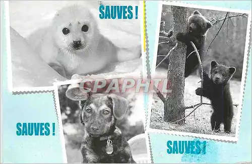 Cartes postales moderne Sauves Fonds International pour la Protection des Animaux Phoque Ours Chien