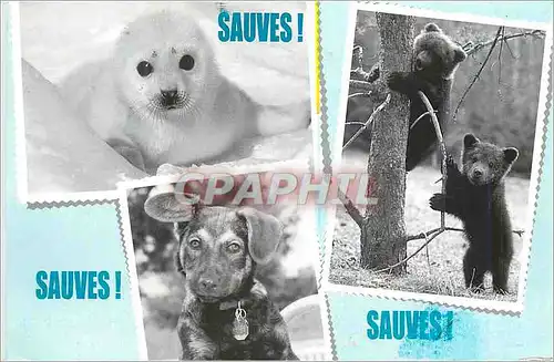 Moderne Karte Sauves Fonds International pour la Protection des Animaux Phoque Ours Chien