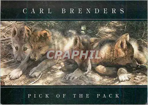 Cartes postales moderne Pick of the Parck Carl Brenders Chiens
